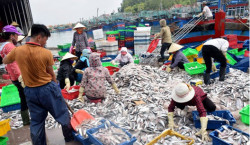 Nghệ An: Sản lượng khai thác thủy sản trong 3 tháng đầu năm đạt 38.055 tấn