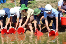 Thả cá tái tạo nguồn lợi tại huyện Quỳ Châu