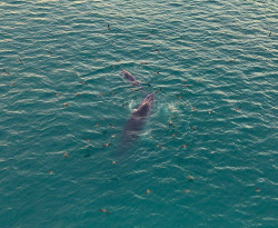 Tăng cường quản lý, thực hiện các quy định về bảo vệ các loài thú biển