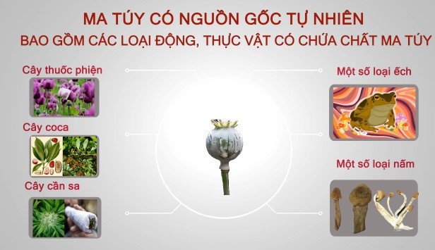 Sổ tay tuyên truyền nâng cao nhận thức cho nhân dân về tác hại của việc trồng và tái trồng cây có chứa chất ma túy, giới thiệu một số mô hình kinh tế tích hợp đa giá trị để người dân nghiên cứu, học tập