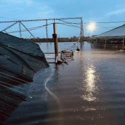 Biện pháp xử lý, khắc phục hậu quả do ảnh hưởng của mưa lũ trong nuôi trồng thủy sản