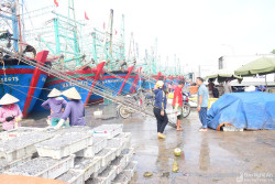 Nghệ An: Về tránh gió mùa, ngư dân mang theo nhiều hải sản giá trị